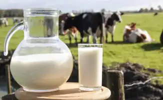 Молочные реки и кисломолочные берега: депутат из Кыргызстана о дефиците молока и экспорте в Казахстан