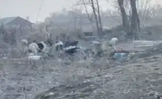 Стая собак: охота на женщину в Алматинской области, где инстинкты взяли верх над человечностью