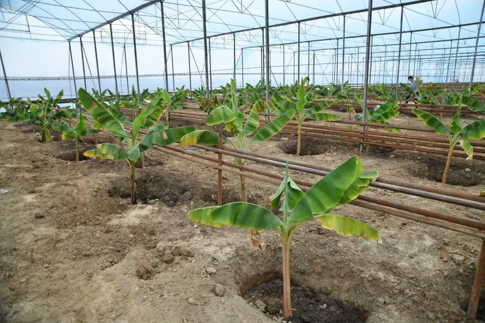 В Отырарском районе запустили проект по выращиванию бананов в теплицах {city2}