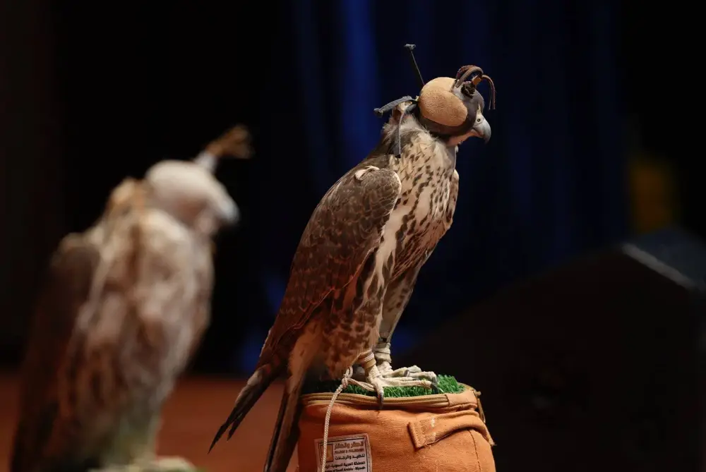 В области Жетісу состоялось мероприятие по выпуску сокола-балобана на дикую природу (5)