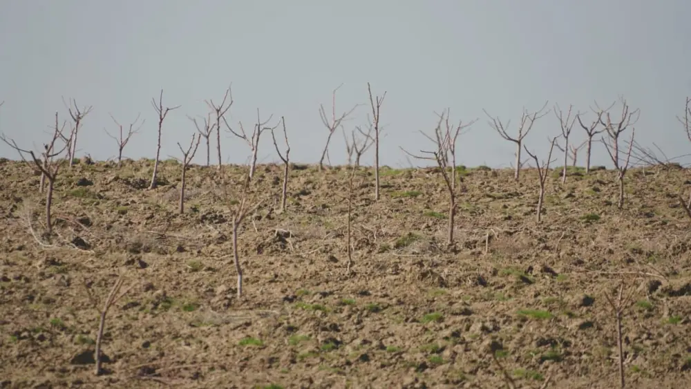 ТУРКЕСТАН: МЕЖДУНАРОДНОЕ СОТРУДНИЧЕСТВО В САДОВОДСТВЕ — ВЫСАДКА ПЕРСИКОВ, ЧЕРЕШНИ И ВИНОГРАДА В КЕЛЕССКОМ РАЙОНЕ {city2}