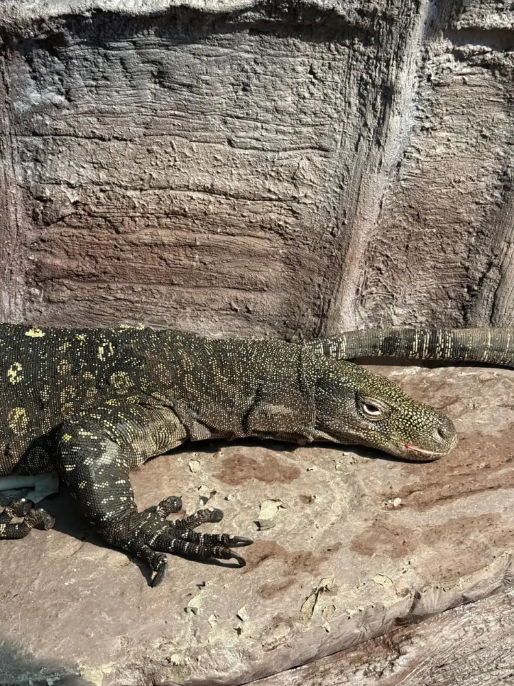 В Алматинском зоопарке поселились гигантские ящерицы из Новой Гвинеи (2)