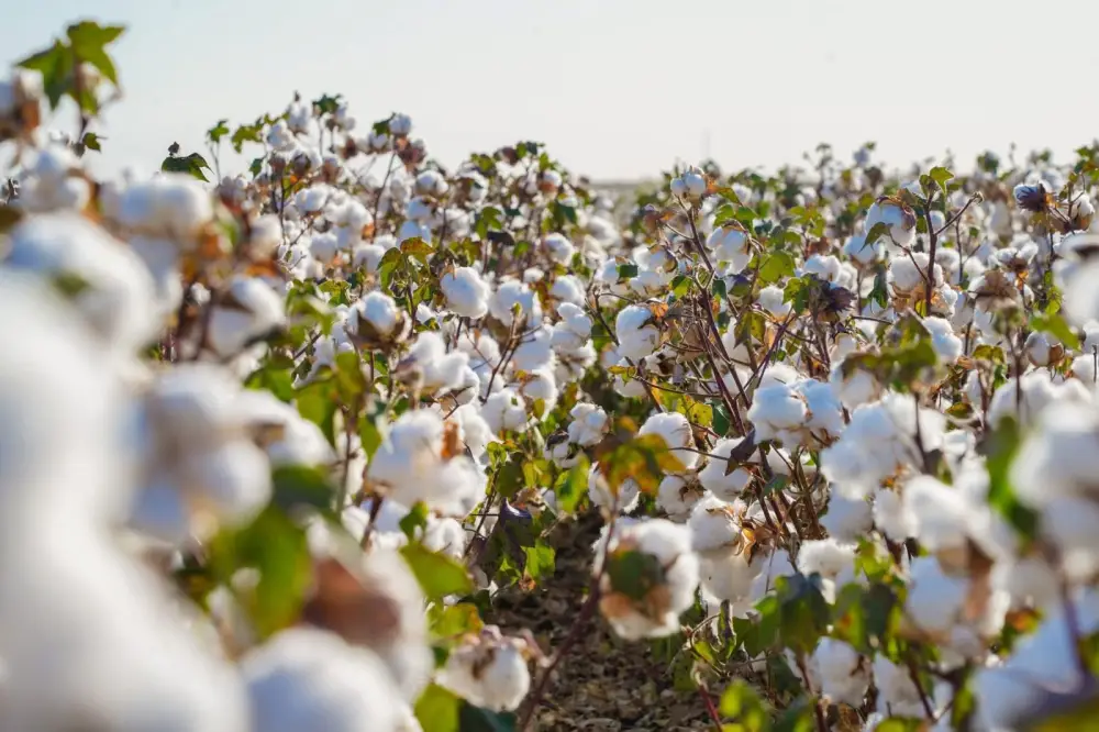 В ТУРКЕСТАНСКОЙ ОБЛАСТИ ЗА ТРИ ГОДА СОЗДАН 201 НОВЫЙ СЕЛЬСКОХОЗЯЙСТВЕННЫЙ КООПЕРАТИВ (3)