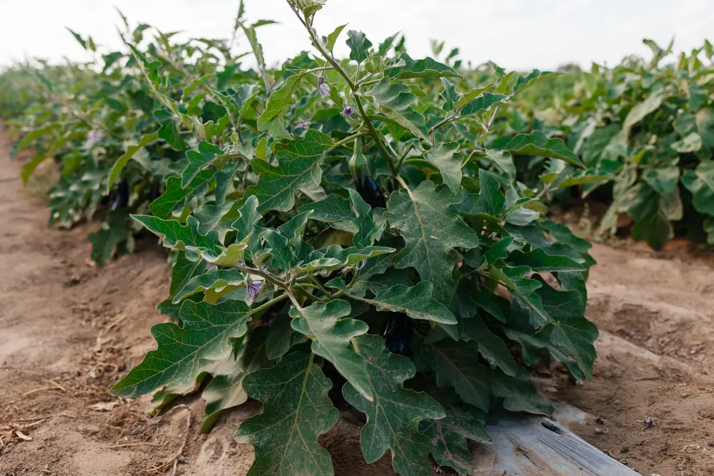 До 10 тысяч гектаров увеличатся посевные площади в Атырауской области (4)