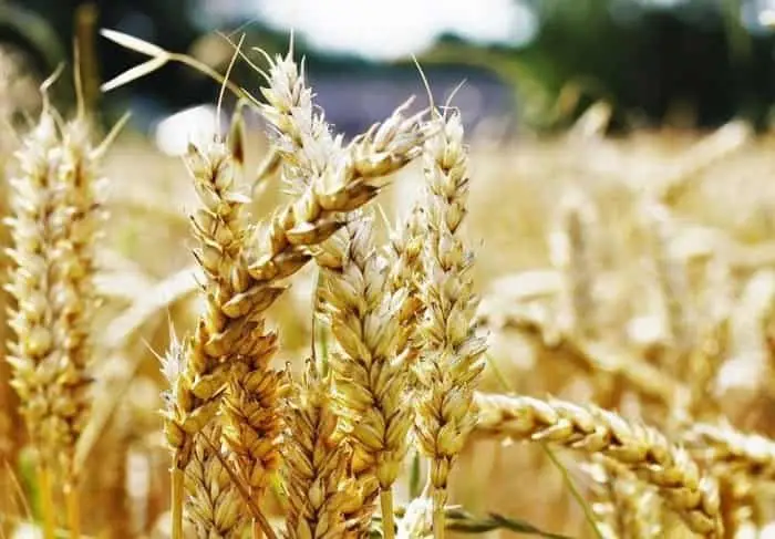 АКК продолжает прием заявок на страхование яровых культур от засухи на сезон-2026 {city2}