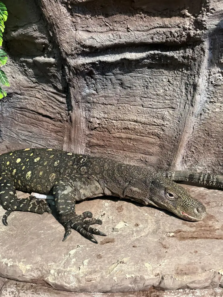 Гиганты из Новой Гвинеи: Алматинский зоопарк открыл двери для редких варанов Сальвадора {city2}