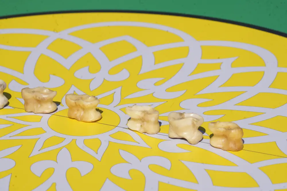 Национальный день спорта в Жетісу: дети сыграли в асыки с помощью роботов (2)