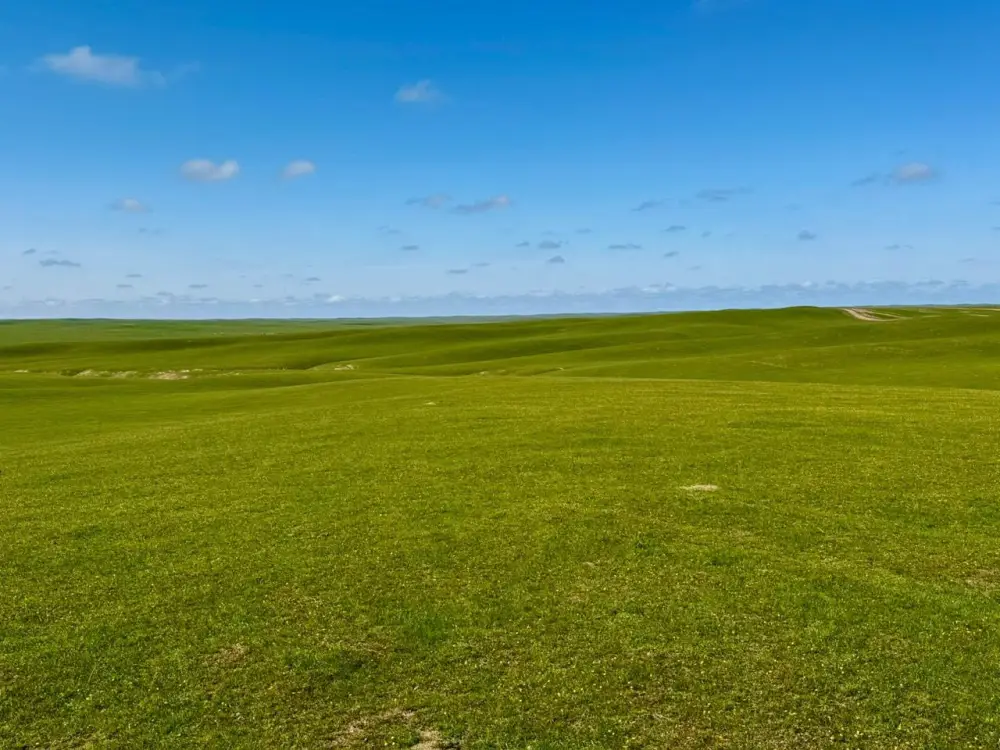 В ТУРКЕСТАНСКОЙ ОБЛАСТИ НАЧАЛАСЬ БОРЬБА С САРАНЧОЙ (2)