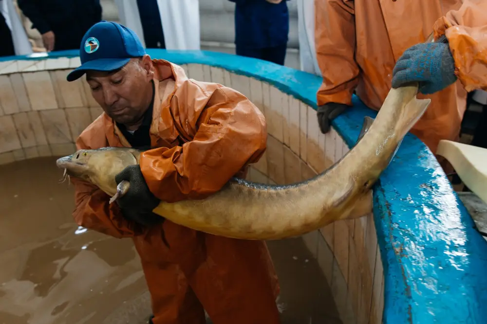 Запуск завода по выращиванию рыбы в Махамбетском районе: новый импульс для рыбного хозяйства и экспорта {city2}