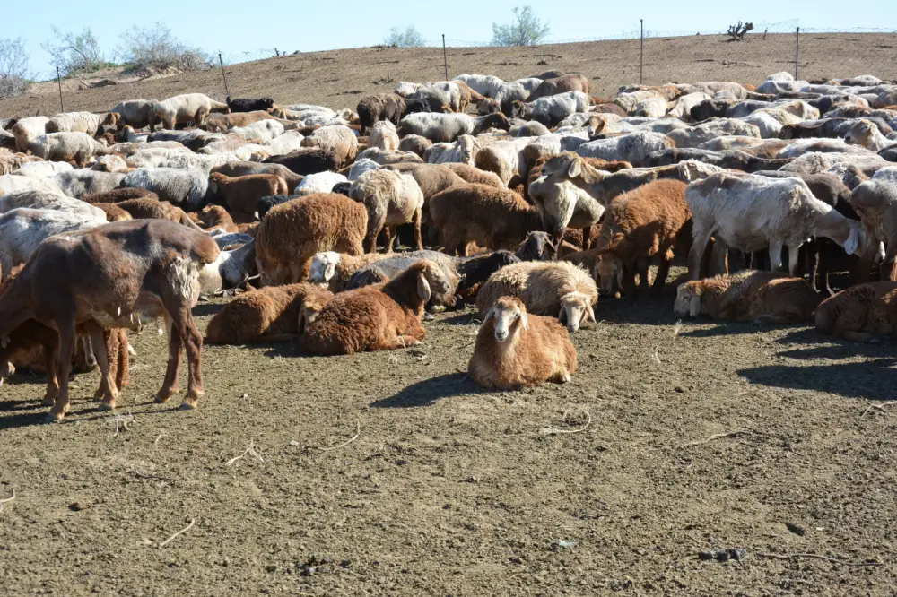 Более половины сельхозпродукции Жамбылской области обеспечивает животноводство (6)