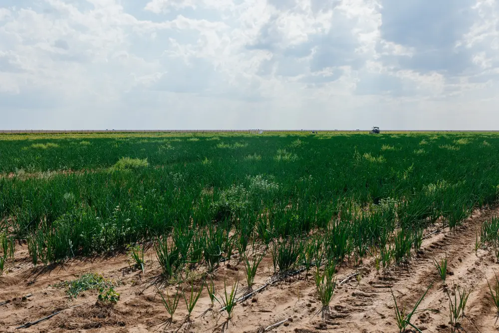 Увеличение посевных площадей в Атырауской области на 10 тысяч гектаров {city2}