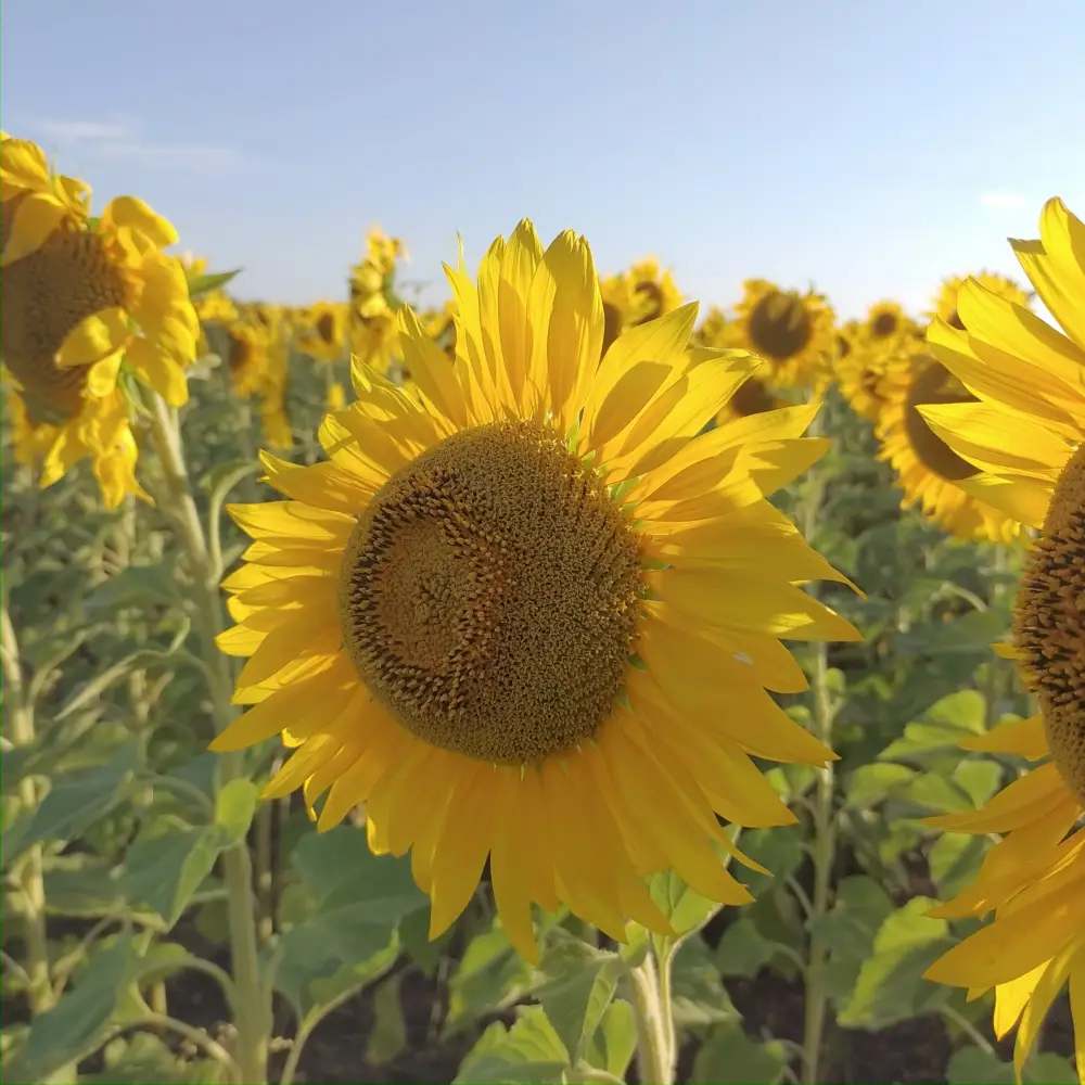 Кокшетау получит новый завод по производству масла {city2}