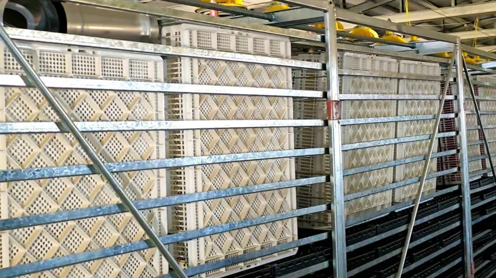 Птицефабрику мощностью 3,5 тыс. тонн в год запустят в Кызылординской области (6)