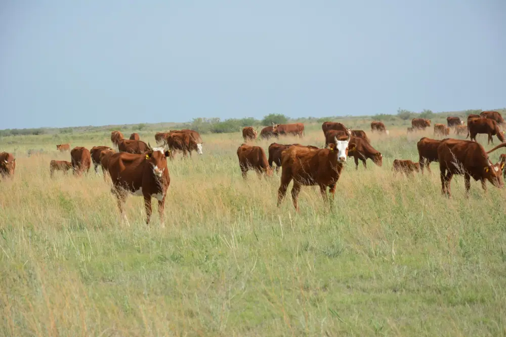 Более половины сельхозпродукции Жамбылской области обеспечивает животноводство (10)