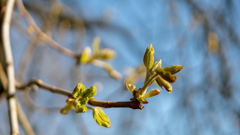 Синоптики Казгидромета прогнозируют теплую погоду в Астане и Алматы в первые дни апреля, с температурами до +27 градусов. В частности, в столице ожидается ясная погода, а в Алматы — солнечные дни с повышением температуры. Кызылорде