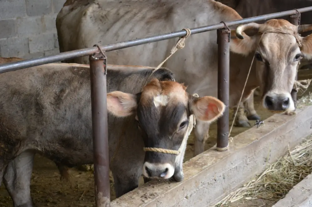 Животноводство Жамбылской области обеспечивает более 52% валовой сельхозпродукции региона {city2}