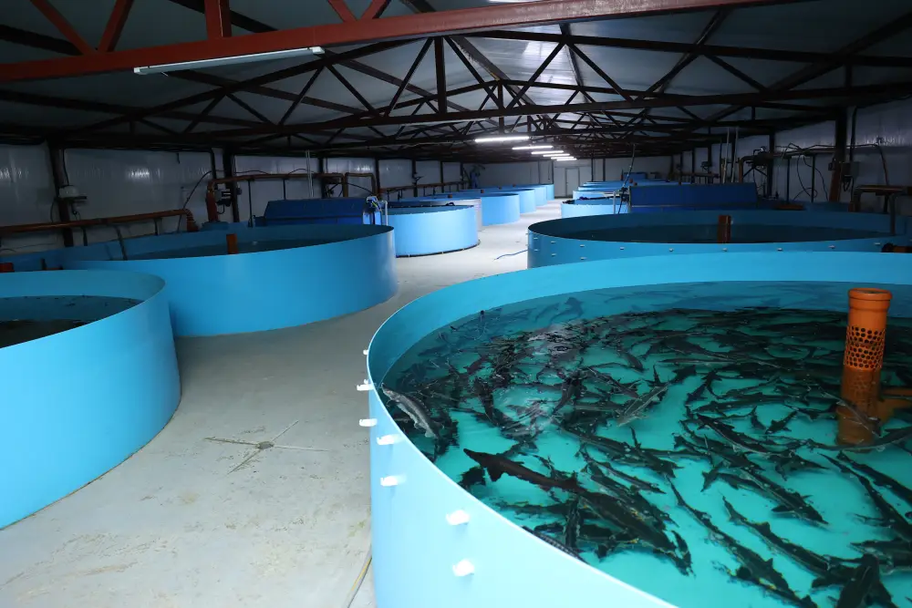 Развитие агропромышленности в Костанайском районе: инициативы акима области Кумара Аксакалова {city2}