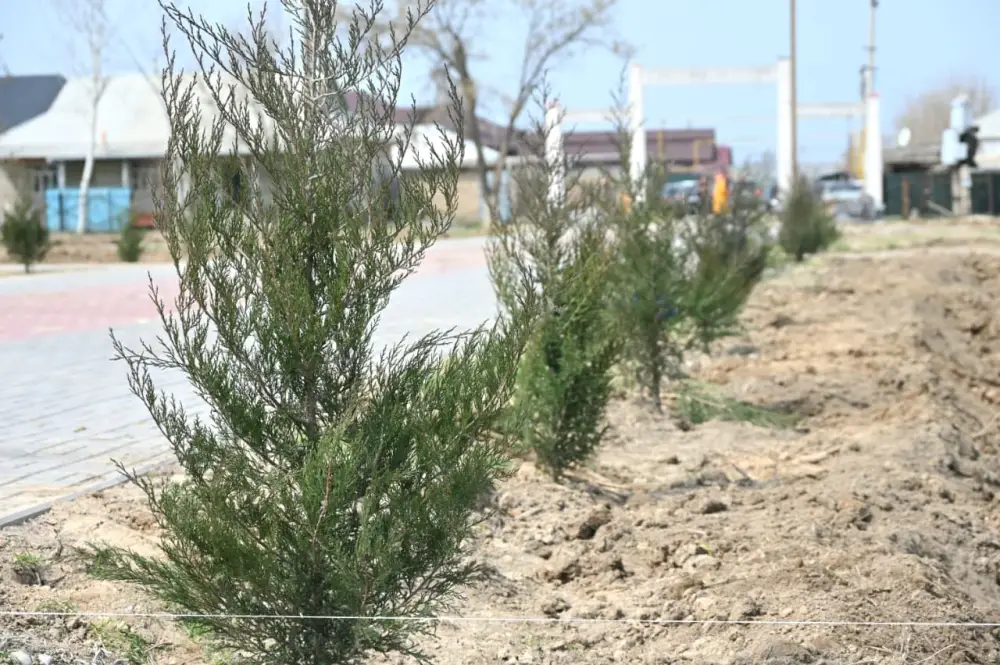 ТУРКЕСТАН: В ДЕНЬ ОБНОВЛЕНИЯ В ЖЕТЫСАЕ ВЫСАЖЕНО 5 ТЫСЯЧ САЖЕНЦЕВ (2)