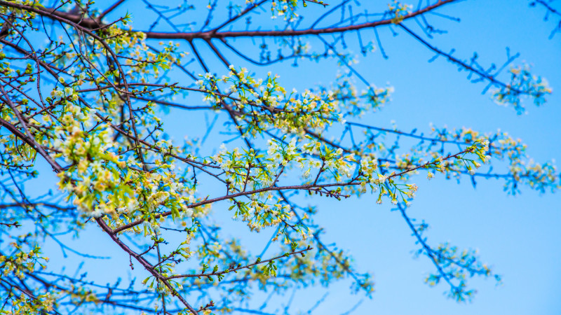 Казахстанцы готовятся к резким температурным колебаниям: от зимних морозов до весеннего тепла в крупных городах Кызылорде