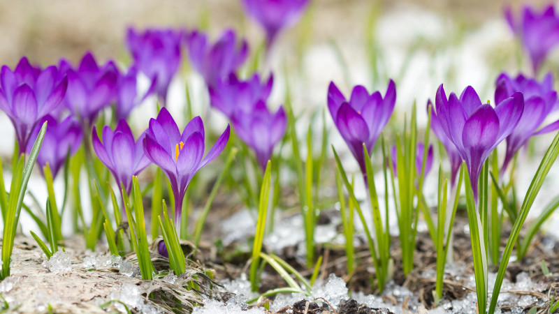 Тепло возвращается: март подарит Казахстану весеннее дыхание {city2}