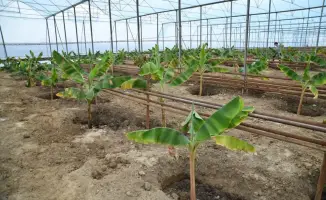 В Отырарском районе запустили проект по выращиванию бананов в теплицах