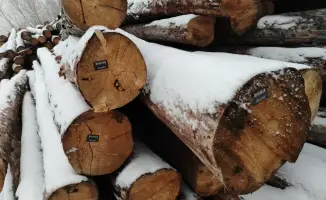 Kazakhstan Concludes Pilot Project on Timber Marking to Enhance Forest Resource Protection