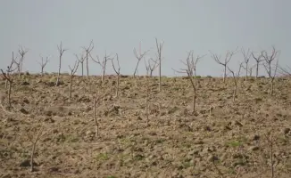 ТУРКЕСТАН: МЕЖДУНАРОДНОЕ СОТРУДНИЧЕСТВО В САДОВОДСТВЕ — ВЫСАДКА ПЕРСИКОВ, ЧЕРЕШНИ И ВИНОГРАДА В КЕЛЕССКОМ РАЙОНЕ