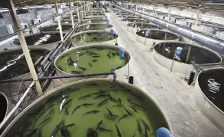 Казахстан реализует 40 проектов по аквакультуре, увеличивая объемы рыбы и снижая импортозависимость