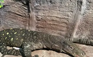 Гиганты из Новой Гвинеи: Алматинский зоопарк открыл двери для редких варанов Сальвадора