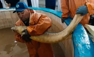 Запуск завода по выращиванию рыбы в Махамбетском районе: новый импульс для рыбного хозяйства и экспорта