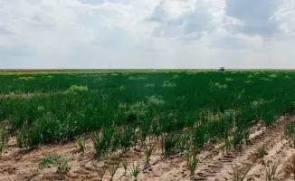 Увеличение посевных площадей в Атырауской области на 10 тысяч гектаров