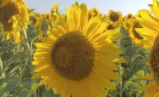 Кокшетау получит новый завод по производству масла