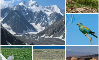 Казахстан принимает меры по гармонизации отношений между человеком и природой через новую Концепцию биоразнообразия на 2026-2035 годы