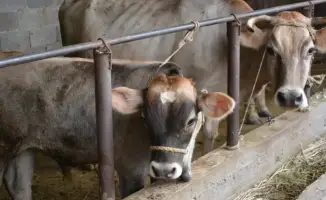 Животноводство Жамбылской области обеспечивает более 52% валовой сельхозпродукции региона