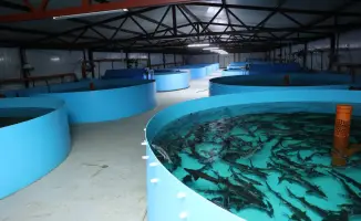 Развитие агропромышленности в Костанайском районе: инициативы акима области Кумара Аксакалова