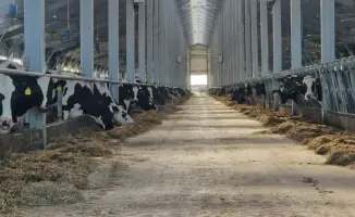 Льготное кредитование животноводства под 6%: поддержка аграриев и стимул для развития отрасли в Казахстане