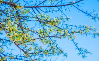 Казахстанцы готовятся к резким температурным колебаниям: от зимних морозов до весеннего тепла в крупных городах