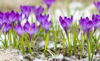 Тепло возвращается: март подарит Казахстану весеннее дыхание