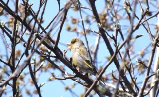Казахстанцы готовятся к весеннему потеплению: температура поднимется до +20 градусов