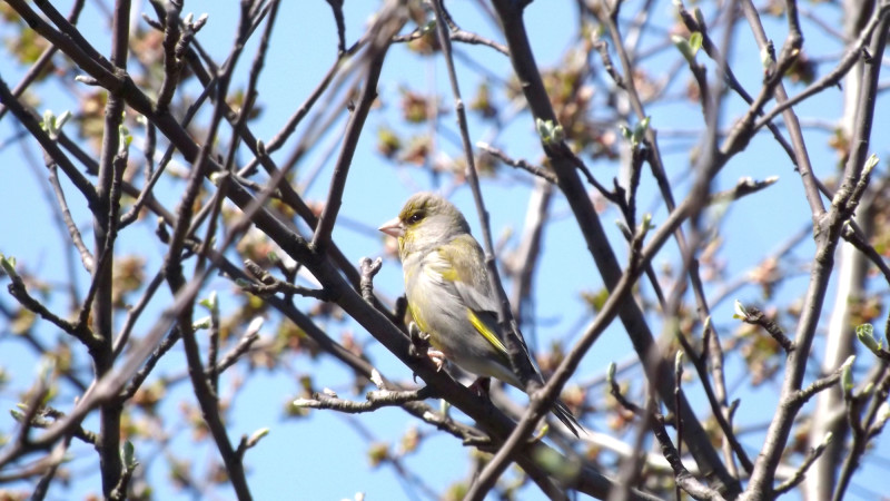 Казахстанцы готовятся к весеннему потеплению: температура поднимется до +20 градусов {city2}