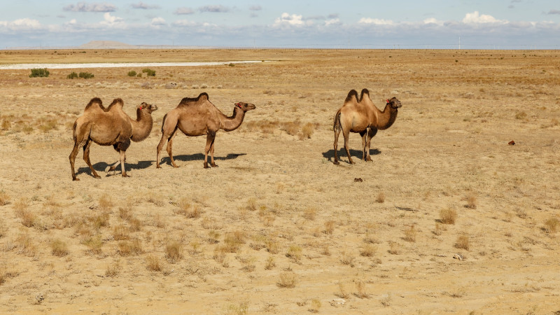 Казахстан готовится к аномальной жаре: температура поднимется до +32, что может повлиять на здоровье и сельское хозяйство Кызылорде