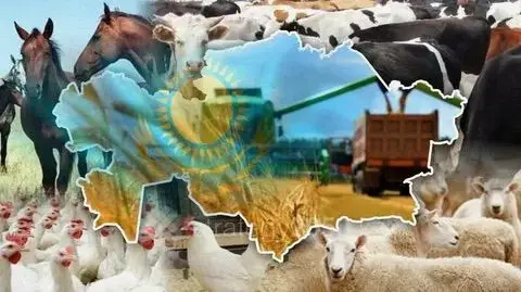 Рост производства мяса в области Абай в 2025 году на 105,7% {city2}
