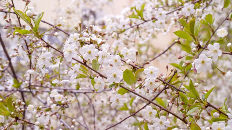 Астана окутана туманом, Алматы наслаждается теплом: прогноз погоды на 11-13 апреля от синоптиков Казгидромета {city2}