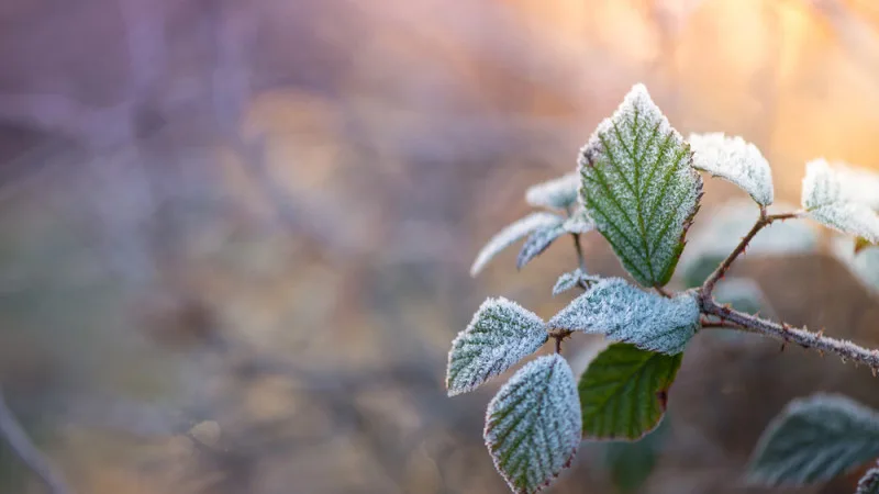 Погода в Астане и Алматы: заморозки и дожди ожидаются в Казахстане с 26 по 28 апреля {city2}