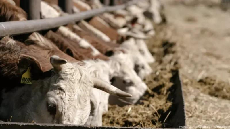 Эпидемия соседей: угроза для Казахстана и возможные последствия для здоровья населения {city2}