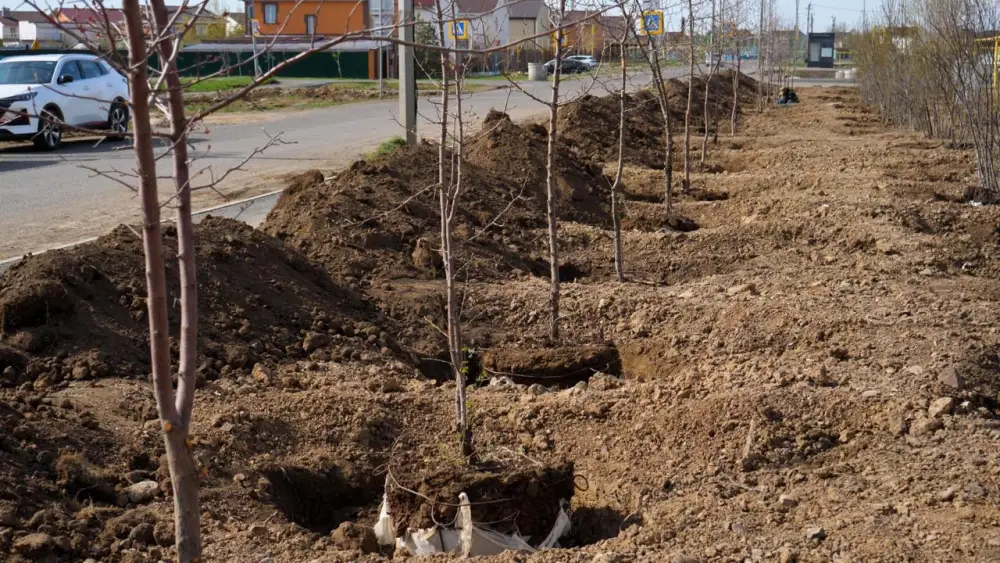 Более 400 деревьев высажено в столичном жилом массиве Уркер (3)