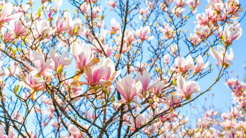 Казахстан: от морозов к летнему зною за три дня! {city2}