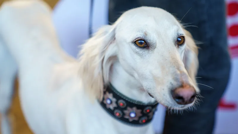 Казахстан отмечает новый праздник: День казахского тазы! {city2}