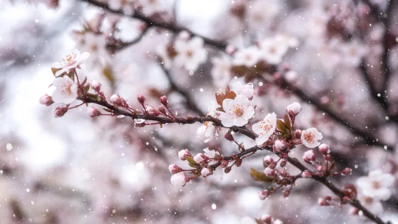 Прогноз погоды в Казахстане: снег и заморозки 25-27 апреля от Казгидромета {city2}