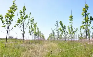 Караганда озеленяется: 5,5 миллионов новых деревьев!